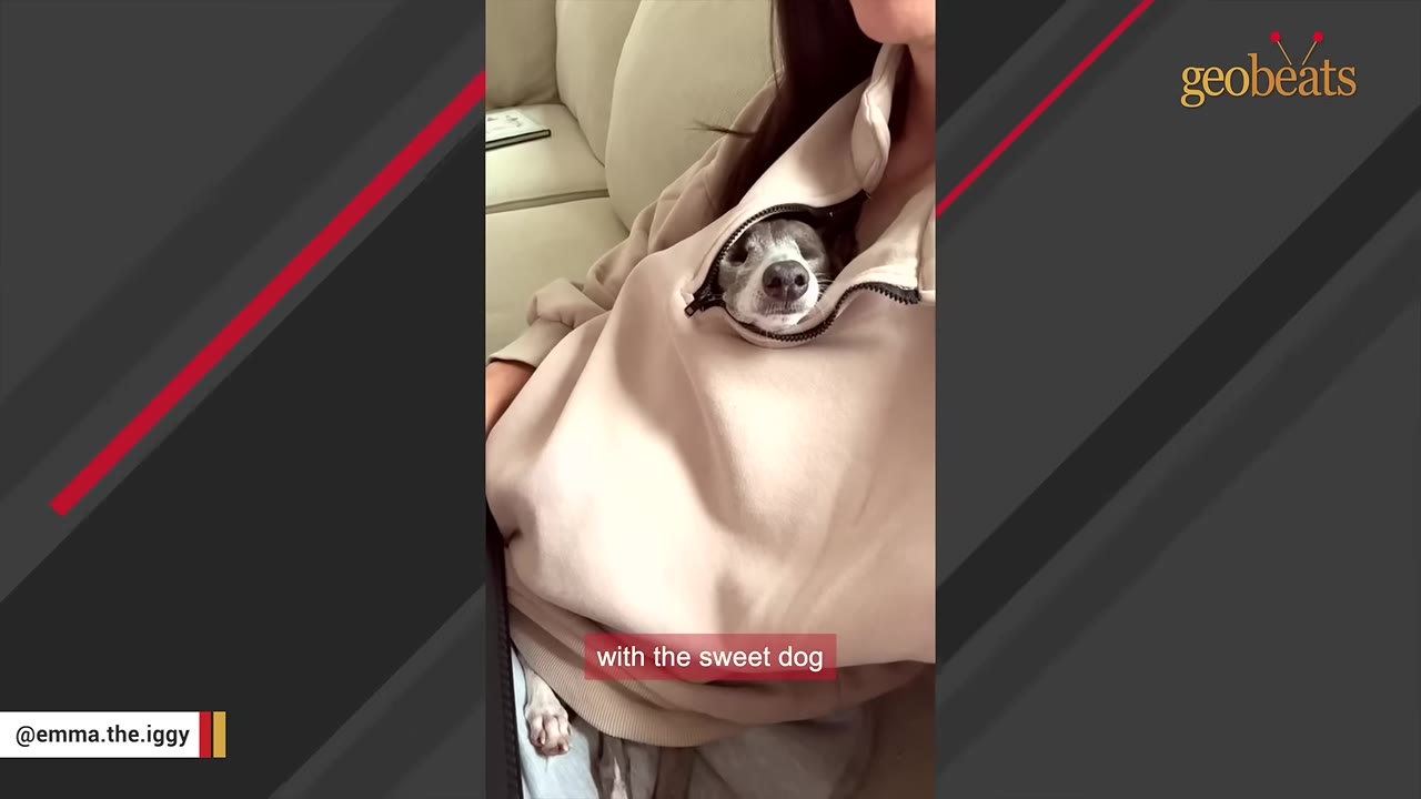 A small greyhound dog peeks its head out from the zippered front of a person's beige sweatshirt.