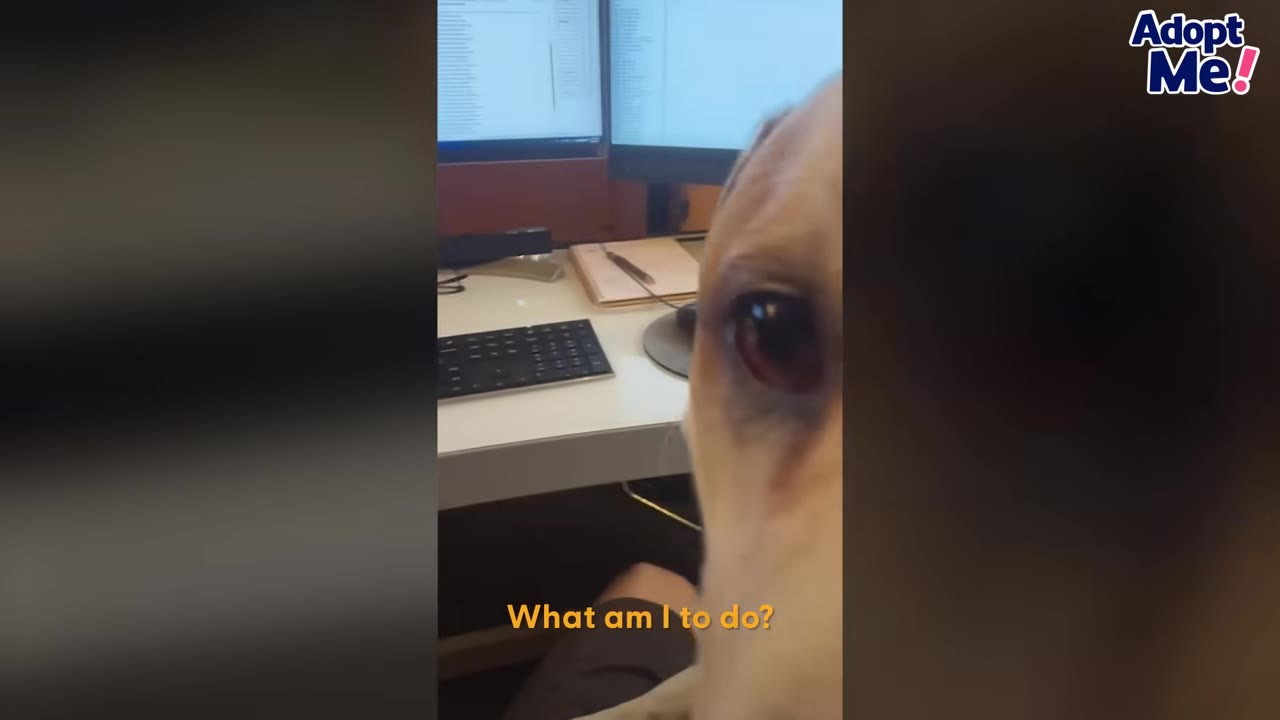 A close-up of a light-colored dog's eye and face as it peers into the camera next to an office desk with a keyboard and dual computer monitors.