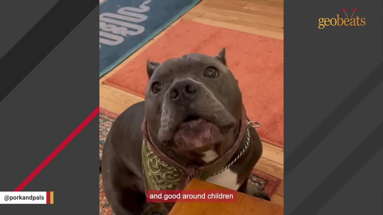 A gentle grey pit bull wearing a green bandana looks up attentively with a soft expression.