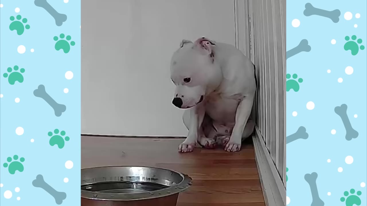 A sad-looking white dog sitting in a corner on a wooden floor next to a white gate, looking down near a metal water bowl.