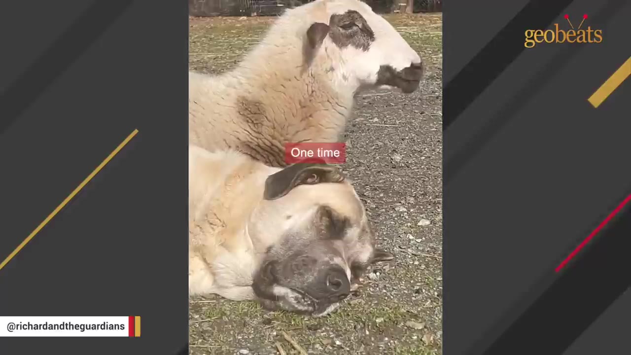 A large tan livestock guardian dog lies on the ground with a white and brown sheep resting its head close to the dog's head.