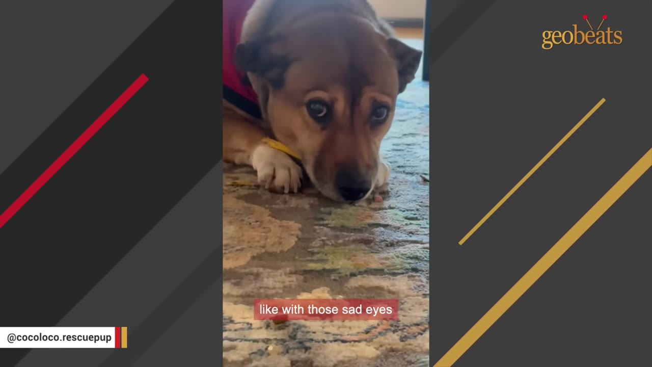 A brown dog lying on a patterned rug looks up with wide, sad eyes, wearing a red vest.