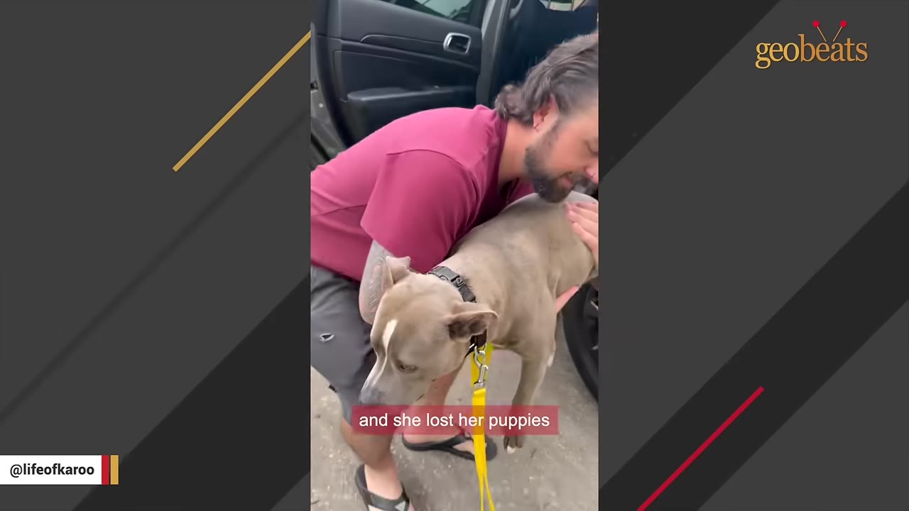A man in a maroon shirt gently holds a grey and white dog named Karoo outside a car, with a caption reading 'and she lost her puppies'.
