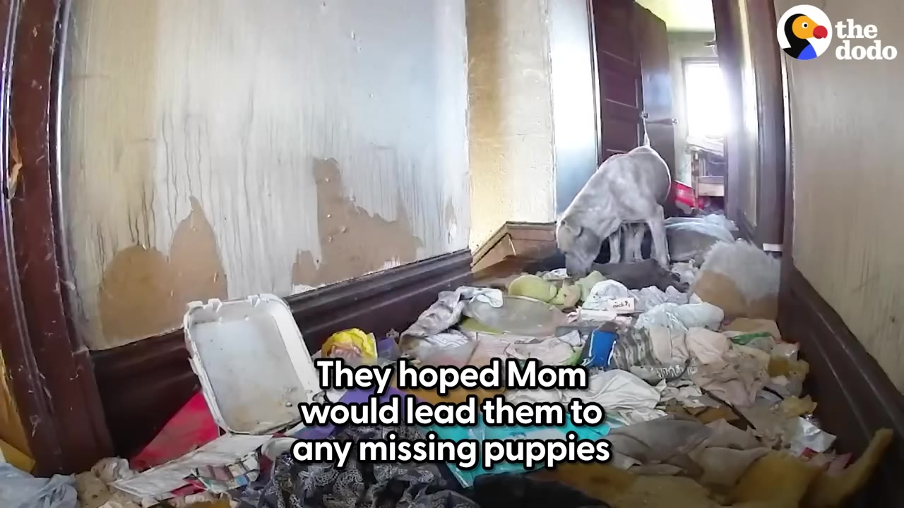 A light-colored dog stands in a cluttered, debris-filled hallway of a house.