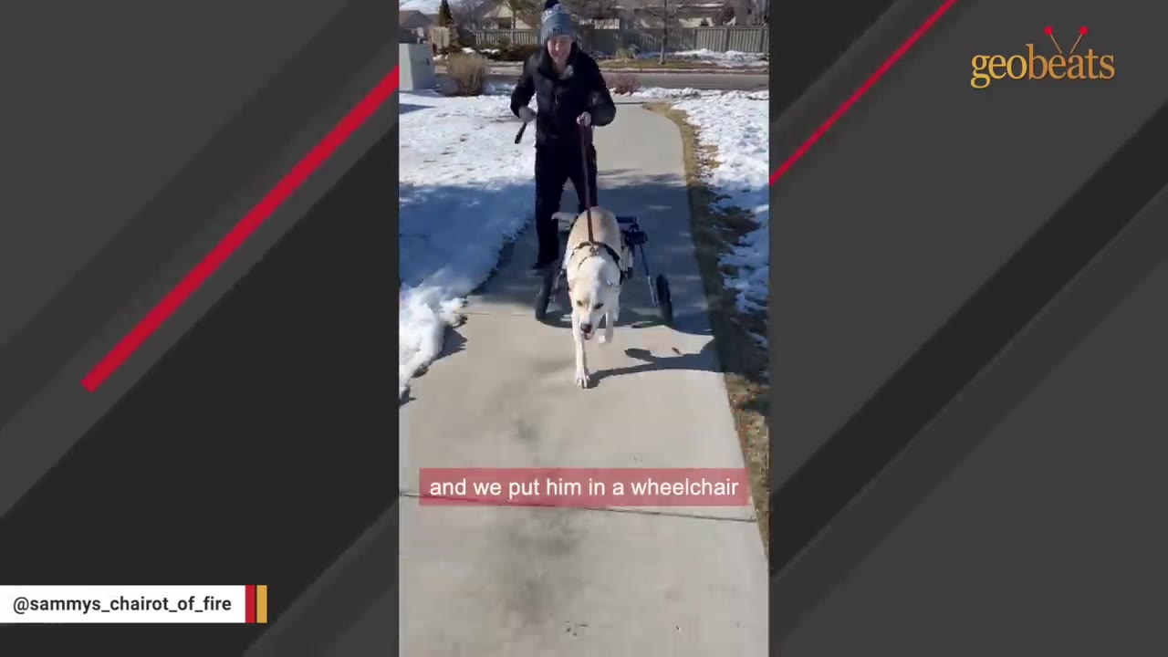 A light-colored dog walks on a sidewalk using a canine wheelchair, guided by a person walking behind him on a sunny winter day.