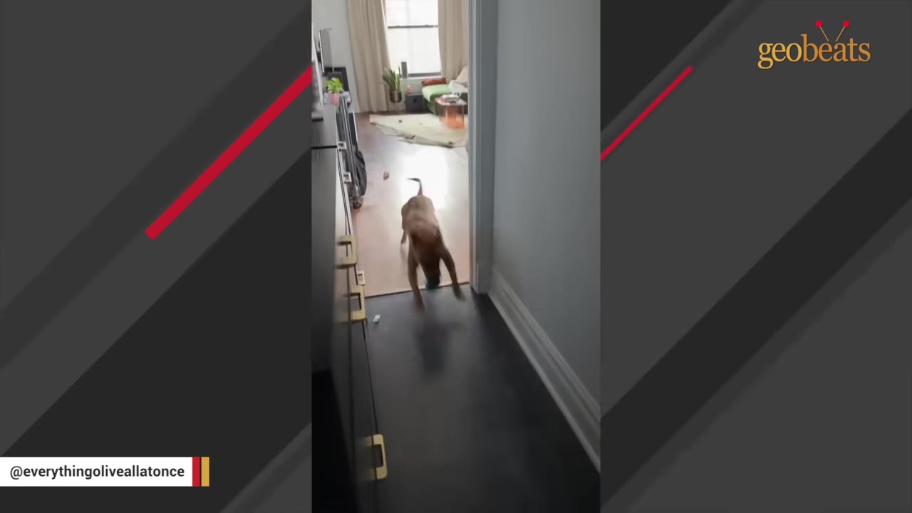 An energetic brown dog running down a hallway inside an apartment.