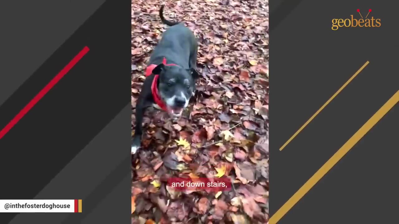 A black dog wearing a red harness stands on a bed of autumn leaves, showing that he is missing his front left leg.