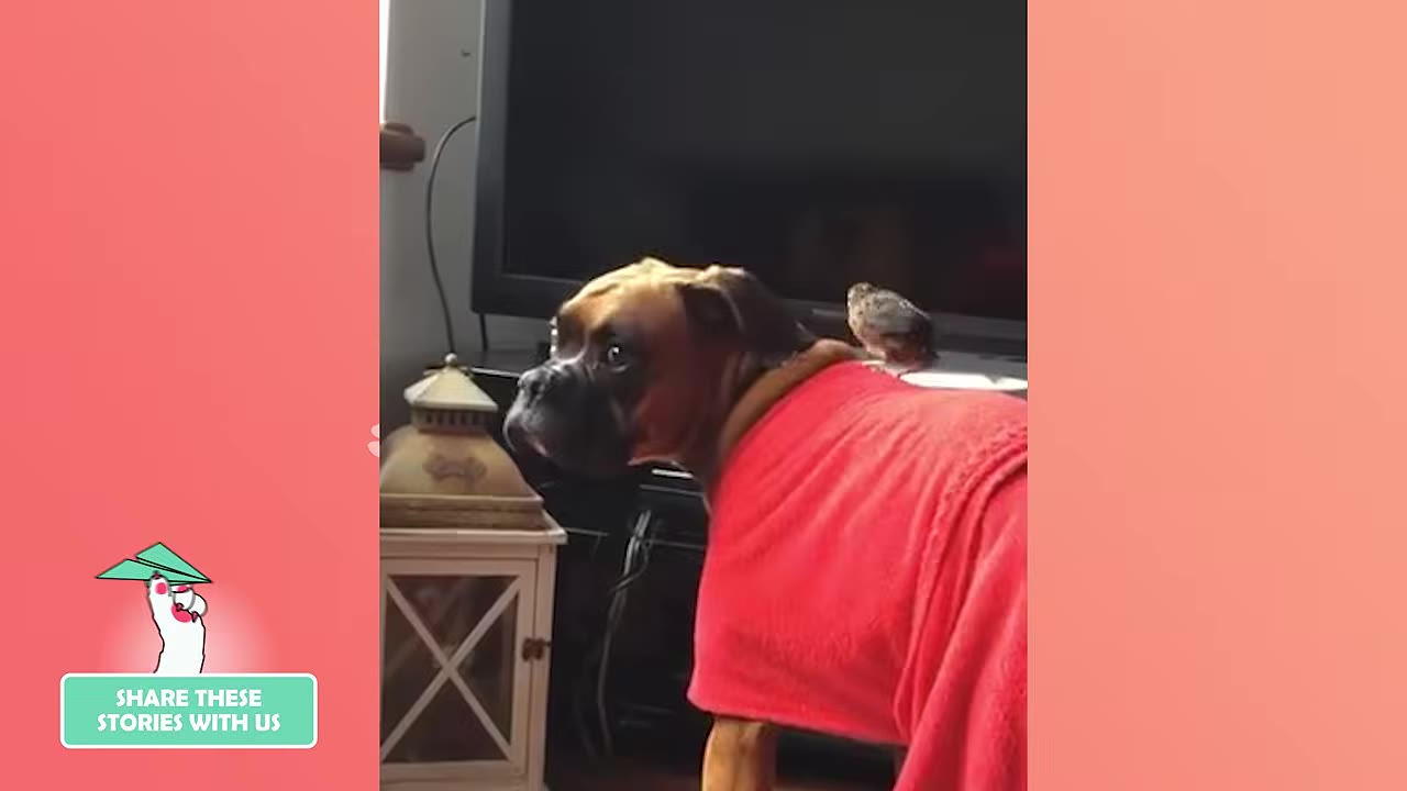 A brown boxer dog wearing a red shirt stands in a living room with a small brown bird perched on its back.