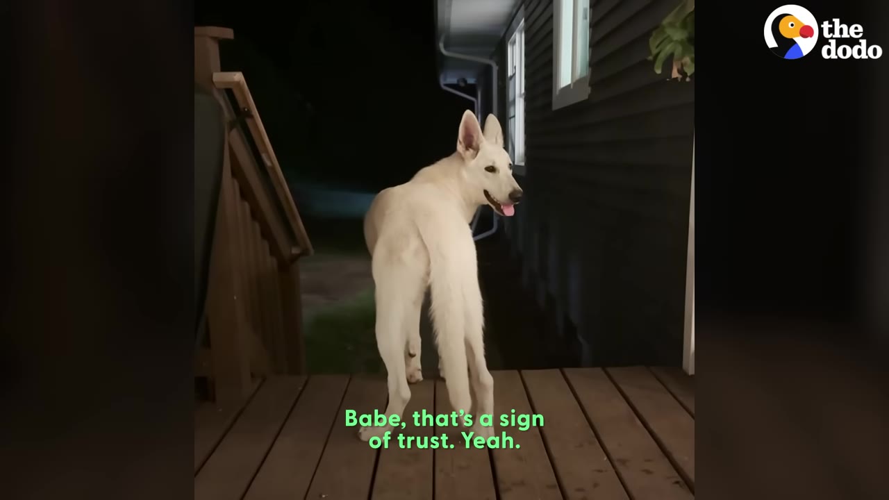 A white dog standing on a wooden deck at night, looking back over its shoulder towards the house.