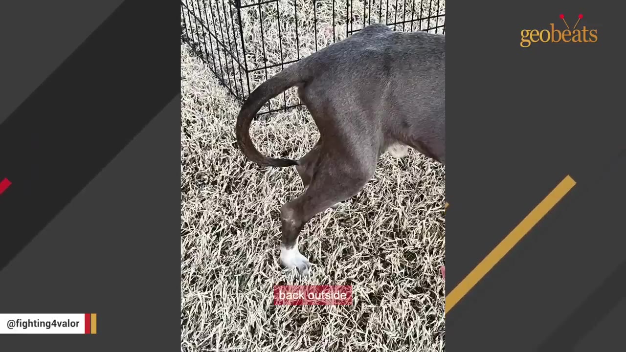 A close-up shot of the hind leg and rear of a thin grey dog as it struggles to walk on dry grass.