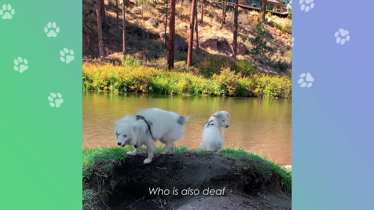 Two white dogs stand on a grassy bank next to a river with trees in the background.