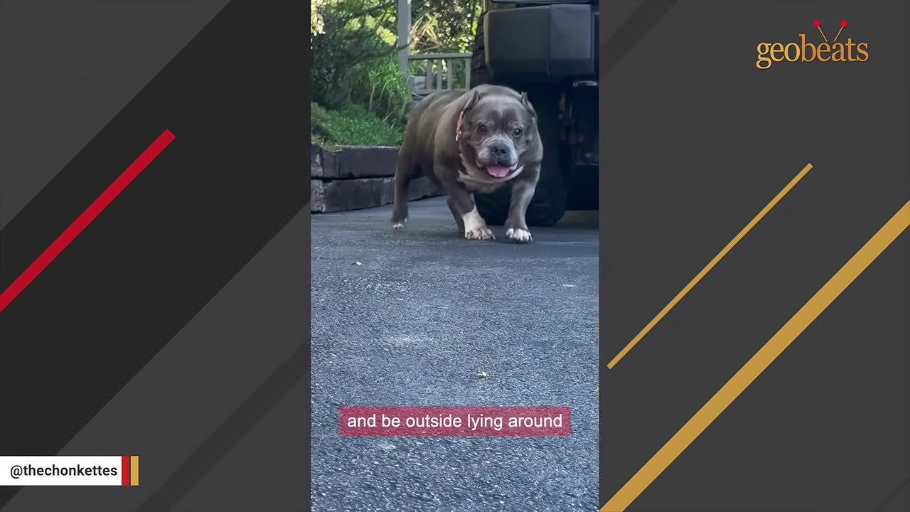 A gray and white bulldog walking forward on an asphalt driveway.