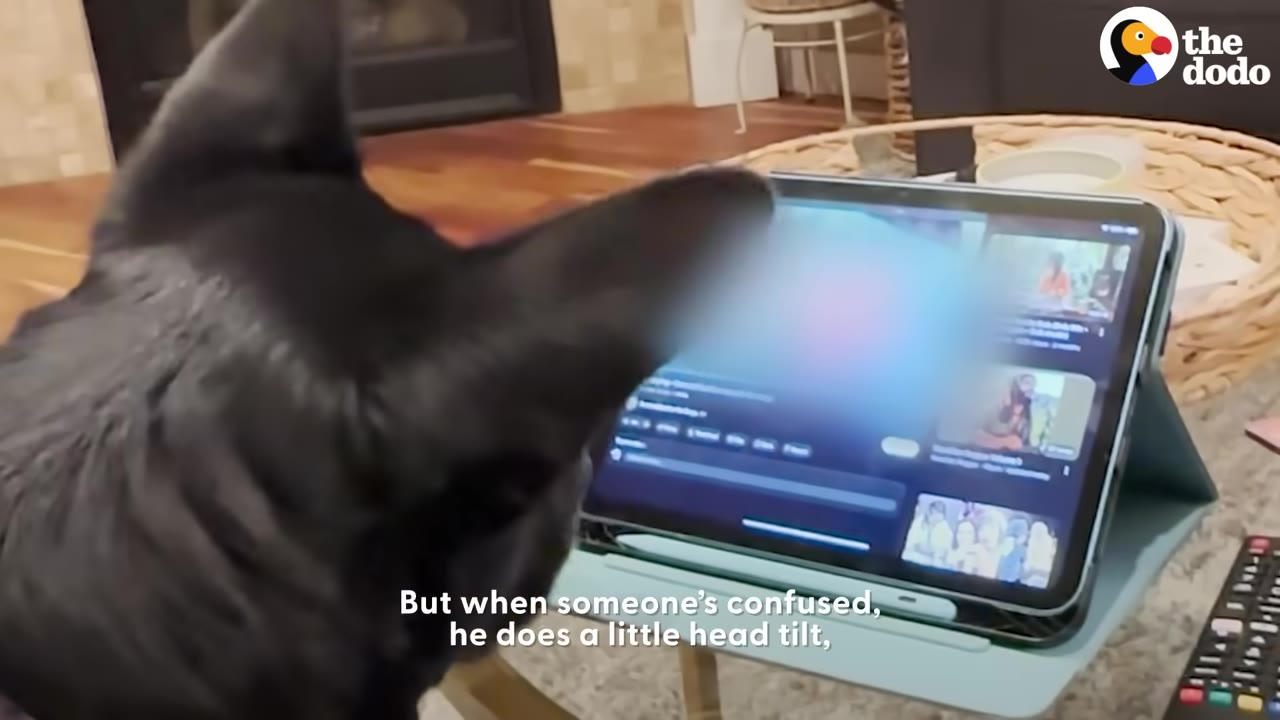 A black dog tilts its head while watching a video on a tablet screen.