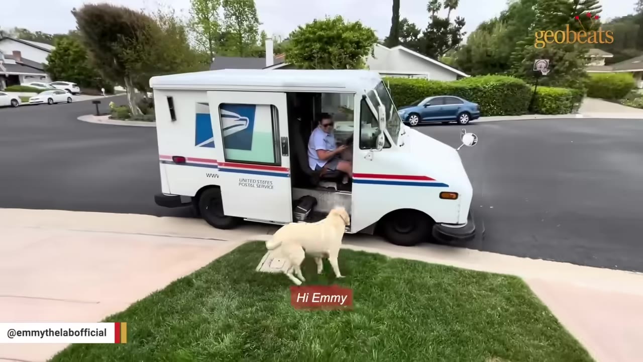A yellow Labrador retriever stands on a green lawn looking up at a USPS mail carrier sitting inside her delivery truck.