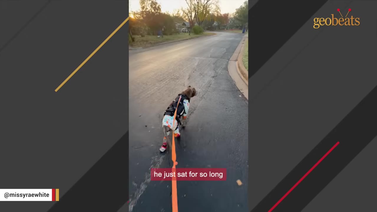 A dog wearing a harness, pajamas, and booties is walked on an orange leash down an asphalt street, with a subtitle that reads 'he just sat for so long'.