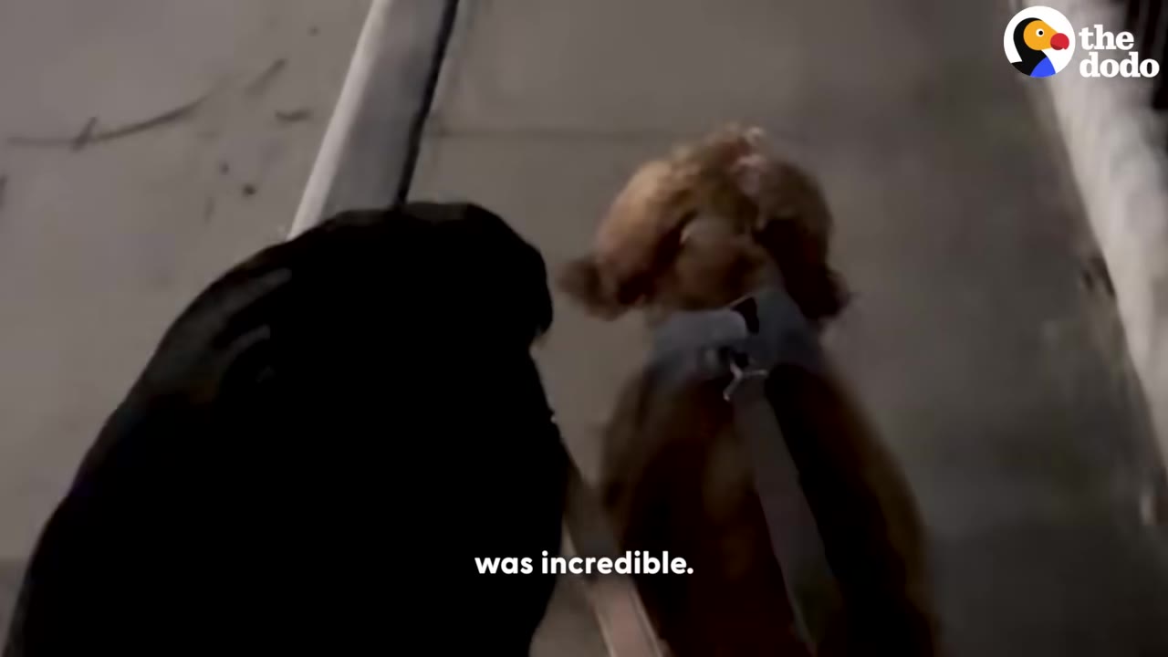 A fluffy brown dog wearing a harness and leash walks alongside another dog on a sidewalk at night.