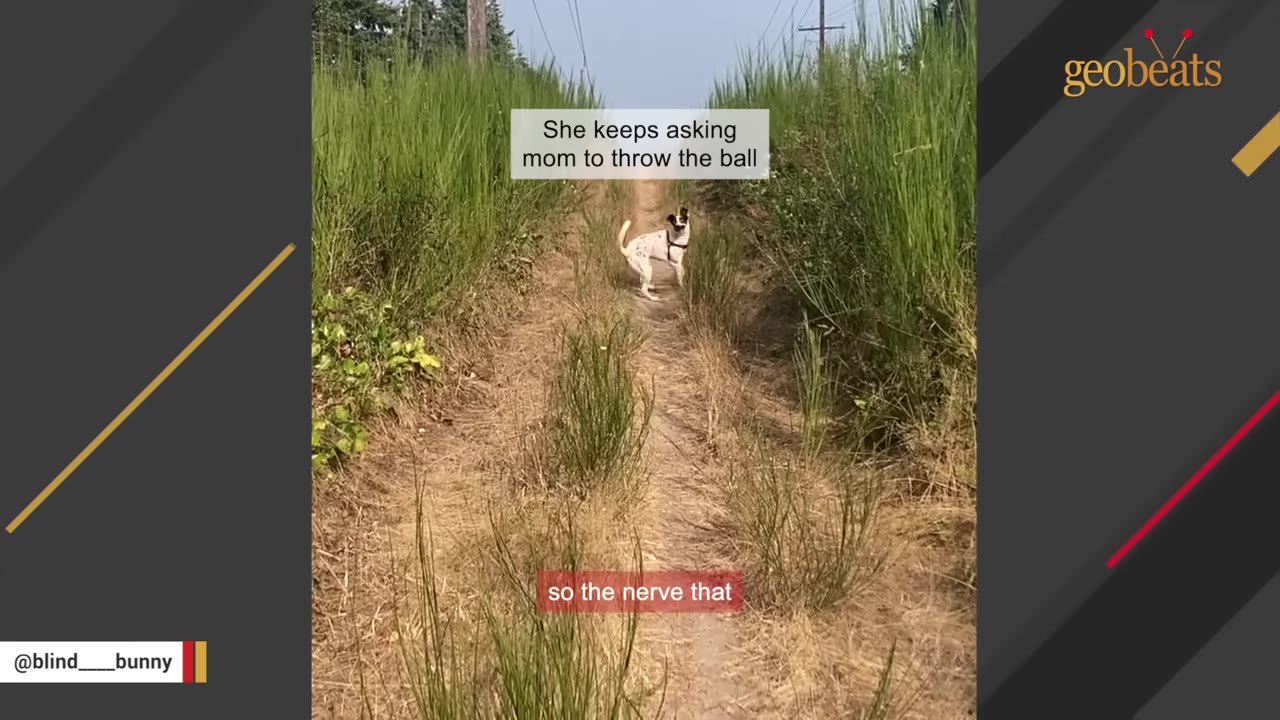 A white dog with black patches stands on a narrow dirt path surrounded by tall green grass, looking back over its shoulder.