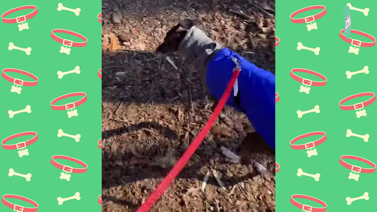 A small dog wearing a blue coat and grey sweater walks on a red leash outdoors over dry leaves.