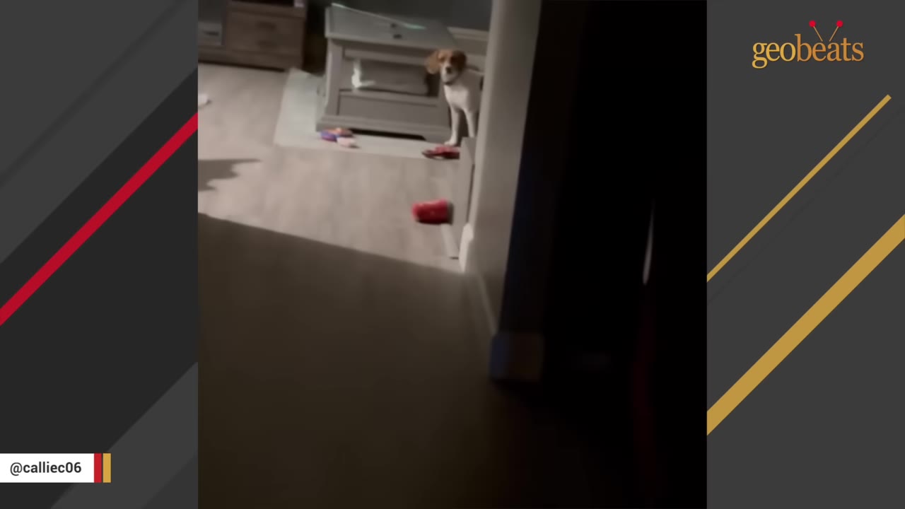 A small brown and white dog stands near a grey coffee table in a living room, looking cautiously towards the doorway.