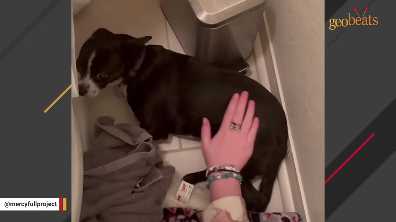 A person's hand wearing bracelets gently pets a small black and white dog tucked into a corner next to a silver trash can.