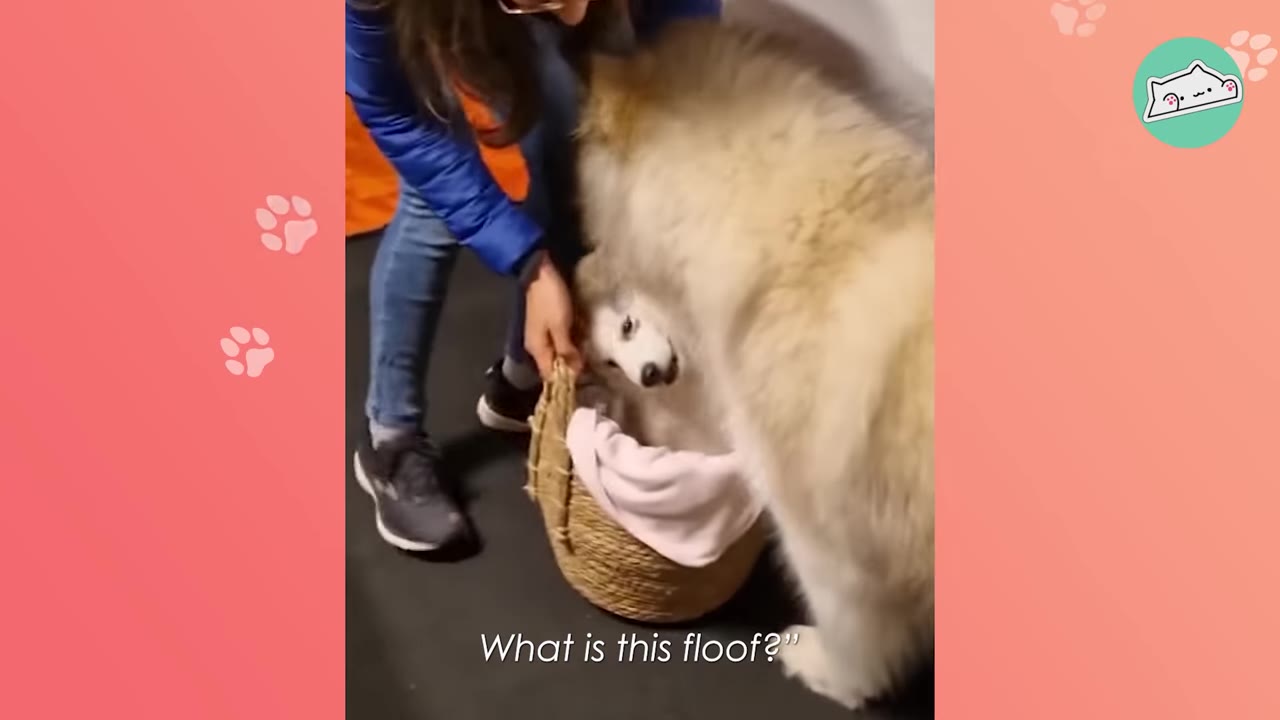 A large, fluffy Alaskan Malamute leans over a woven basket to sniff a tiny husky puppy inside, while a person holds the basket handle.