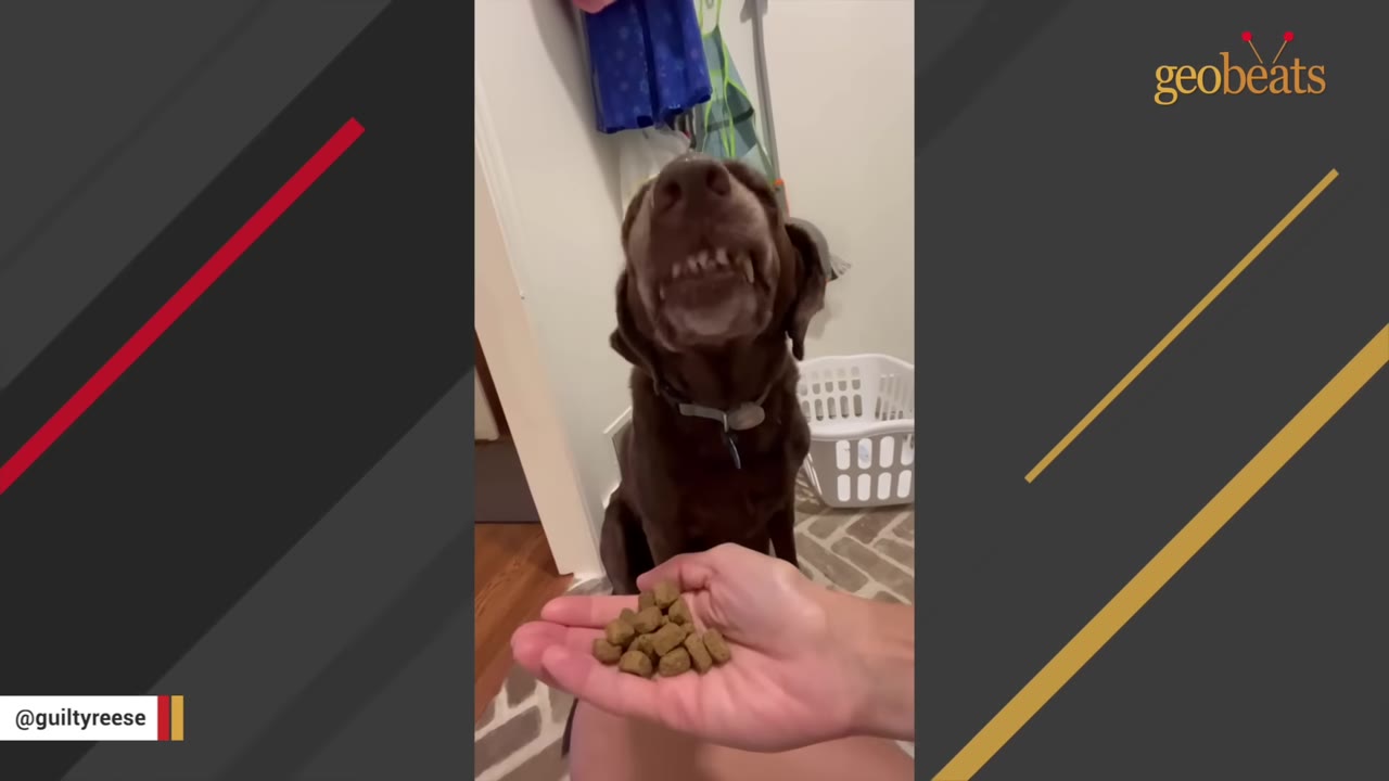 A chocolate Labrador retriever sitting and showing its teeth in a wide grin as a hand offers a palm full of dog kibble.