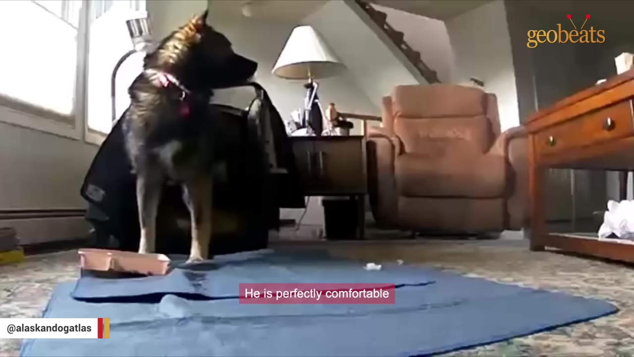 A medium-sized dog with a collar stands in a living room next to a dog crate covered with a black blanket.
