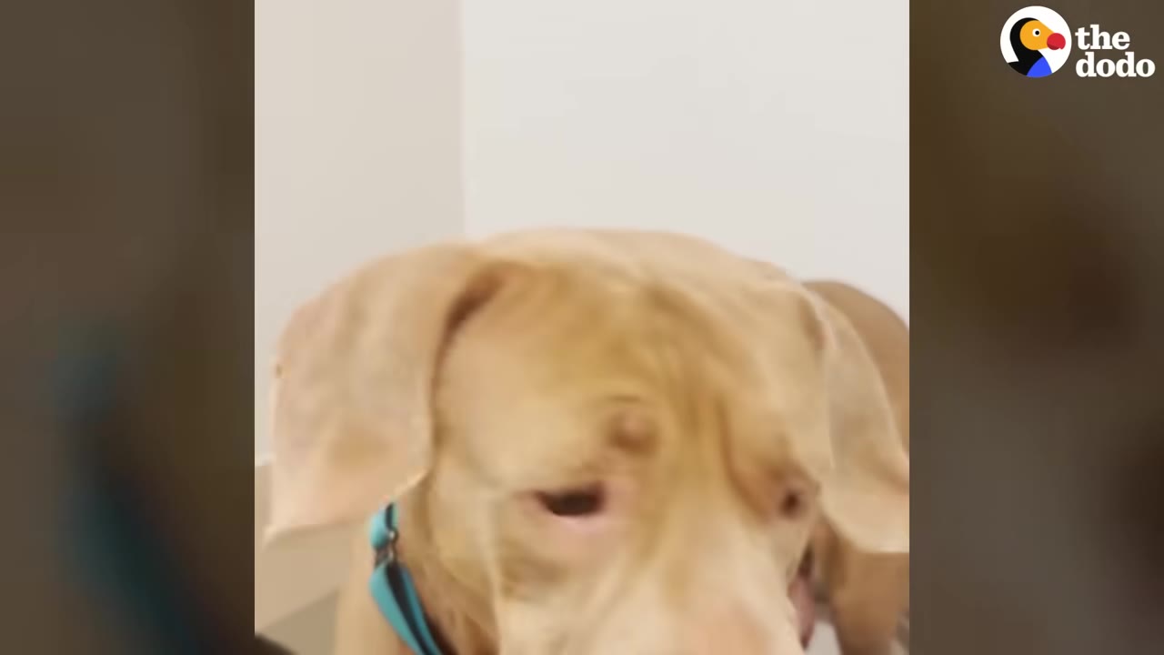 A close-up of a light brown dog with a blue collar looking down with a nervous expression.