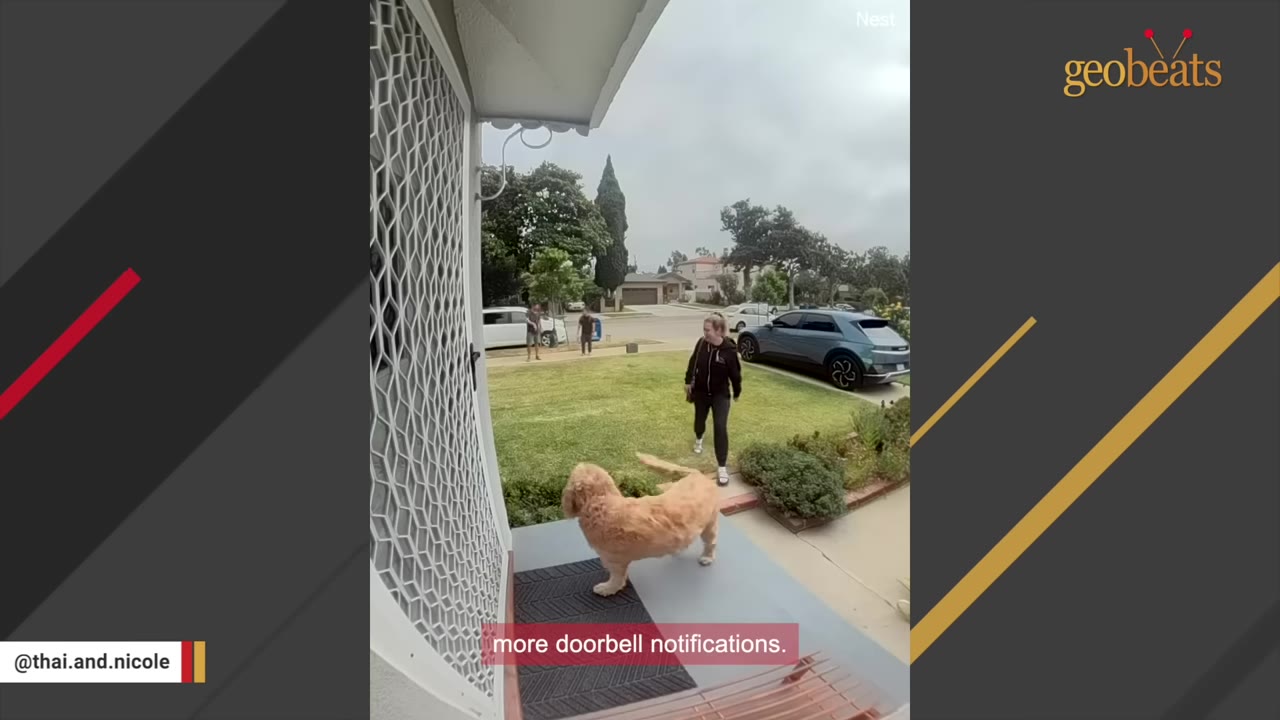 A fluffy golden dog stands on a front porch looking out at a woman walking across the lawn, with other neighbors visible in the background of a suburban street.