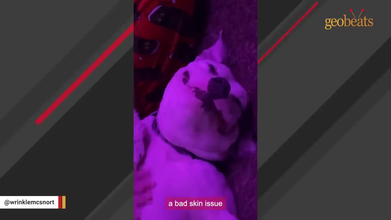 A white dog lies on its back under a pinkish-purple light with a subtitle that reads 'a bad skin issue'.