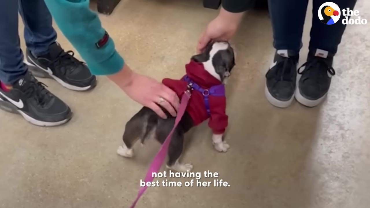 A small black and white puppy wearing a red sweater and purple harness stands on a concrete floor while being gently petted by two people.