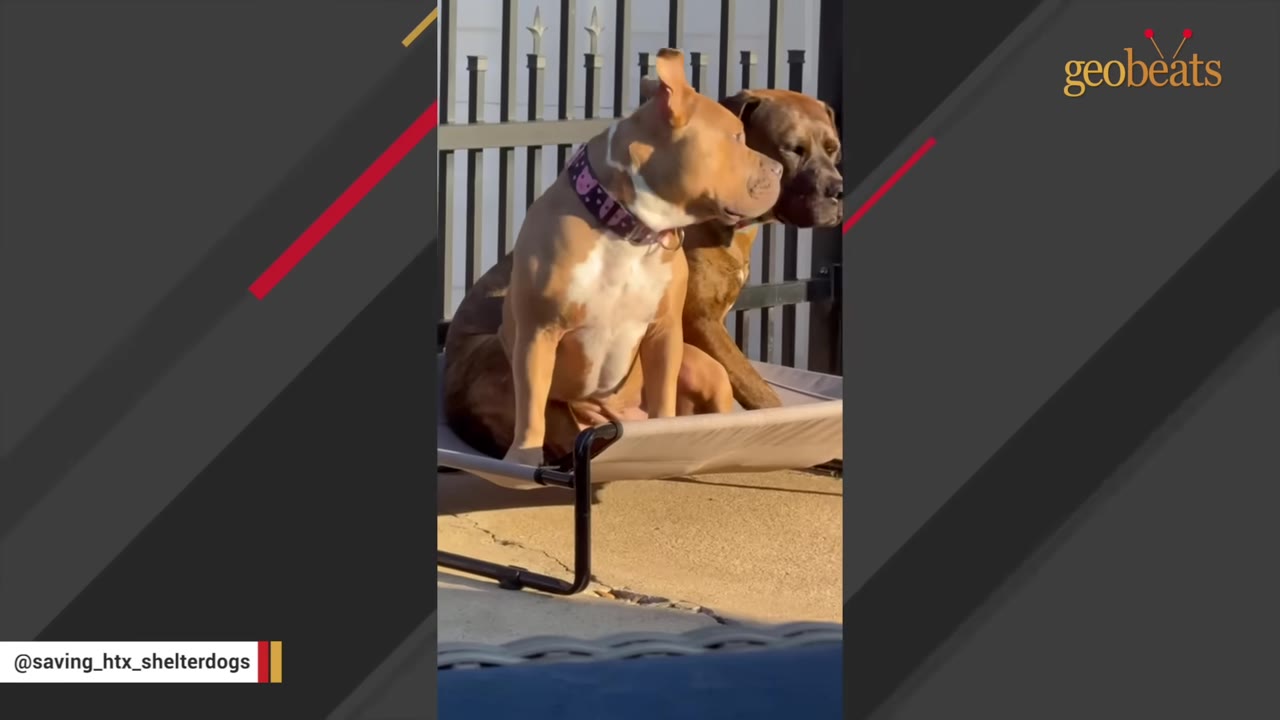 A tan pit bull-type dog with a pink collar sits on an outdoor elevated pet bed next to a larger dark brindle dog.