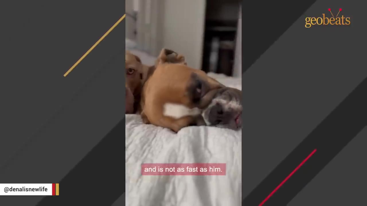 Two small brown dogs lying close together on a white bed, showing their close bond.