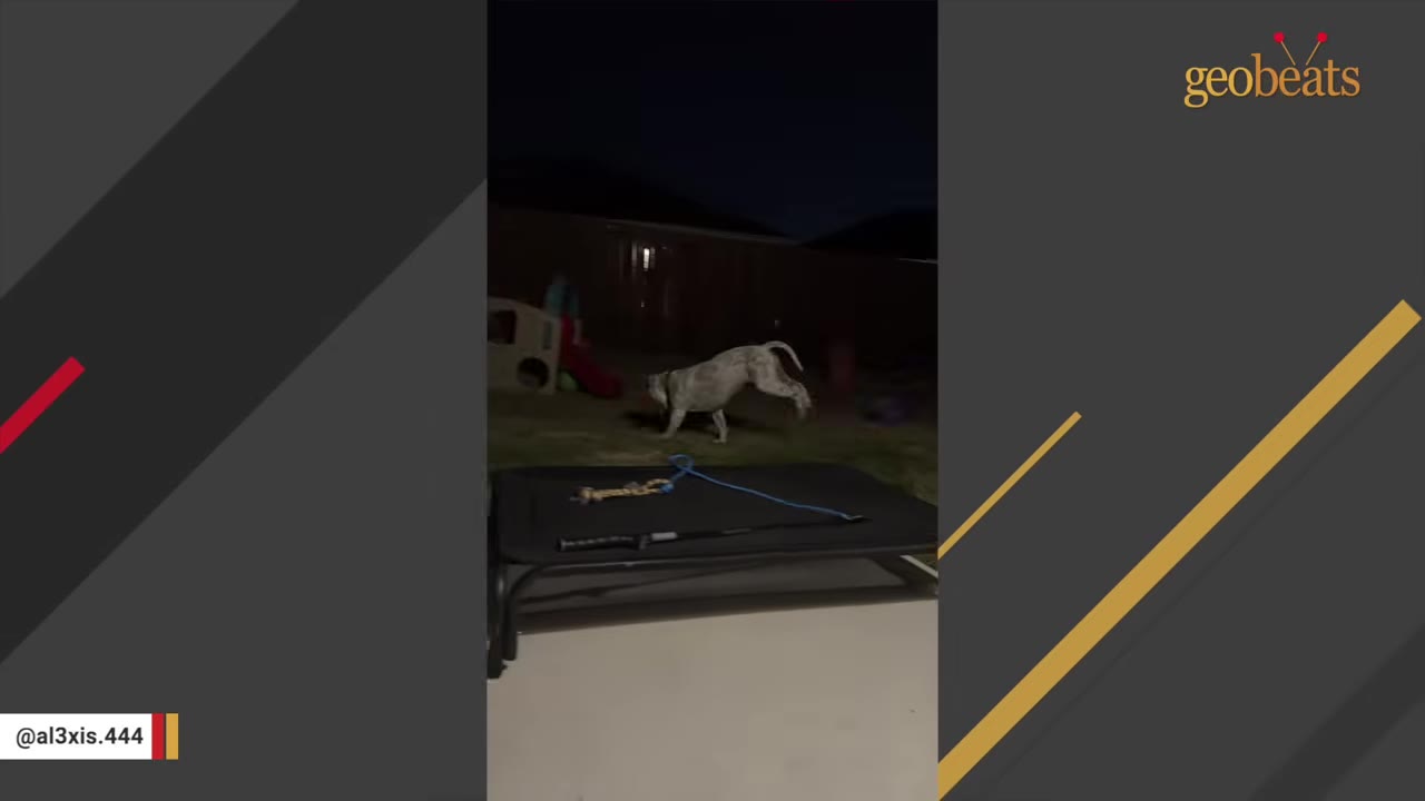 A light-colored dog runs and plays in a grassy backyard at night.