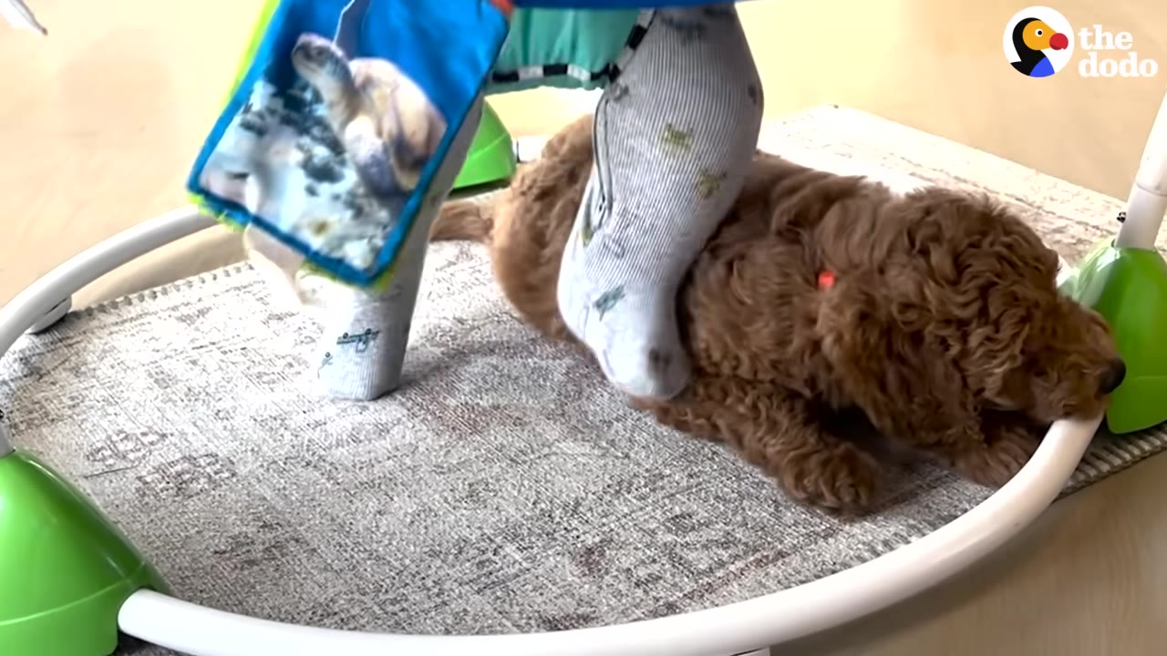 A fluffy brown puppy rests on a rug directly underneath the suspended legs of a baby in a jump-and-play activity center.