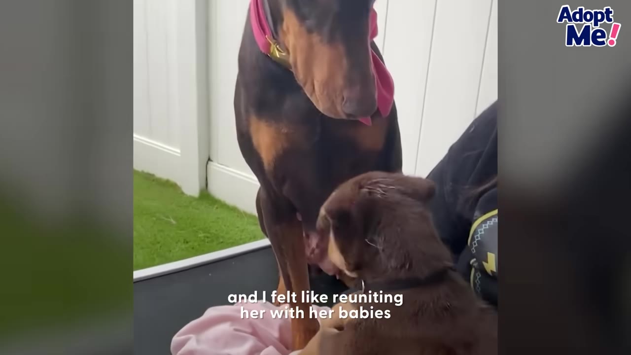 A brown and tan Doberman dog wearing a pink bow looks down at her small brown puppy being held by a person.