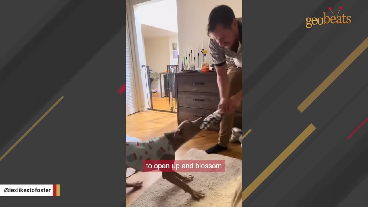A brown dog wearing a patterned shirt playfully tugs on a toy held by a man in a living room.
