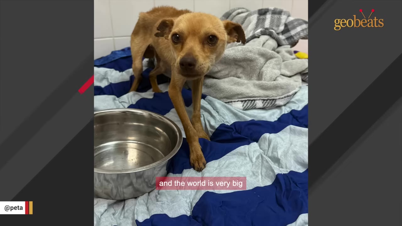 A small, thin brown dog stands on a blue and white striped blanket next to a metal bowl, looking directly at the camera with wide eyes.