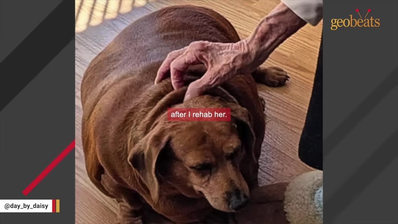 An elderly, wrinkled hand gently pets a brown dog resting on a wooden floor.
