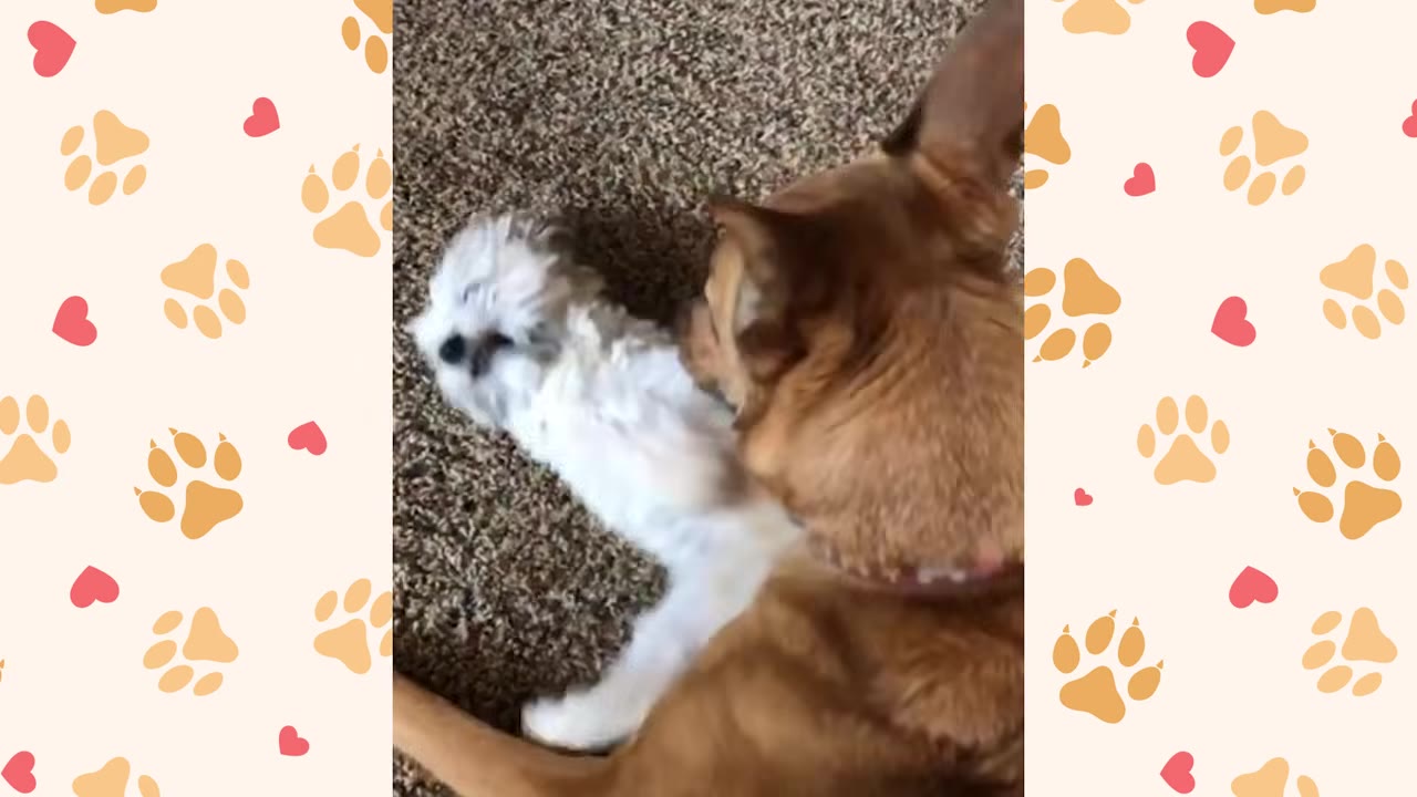 A small white dog lies on its back on a carpeted floor while playing with a larger tan dog.