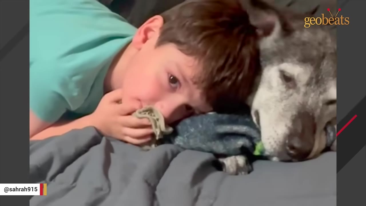 A close-up of a young boy lying down with his head resting against a grey dog's head on a bed.