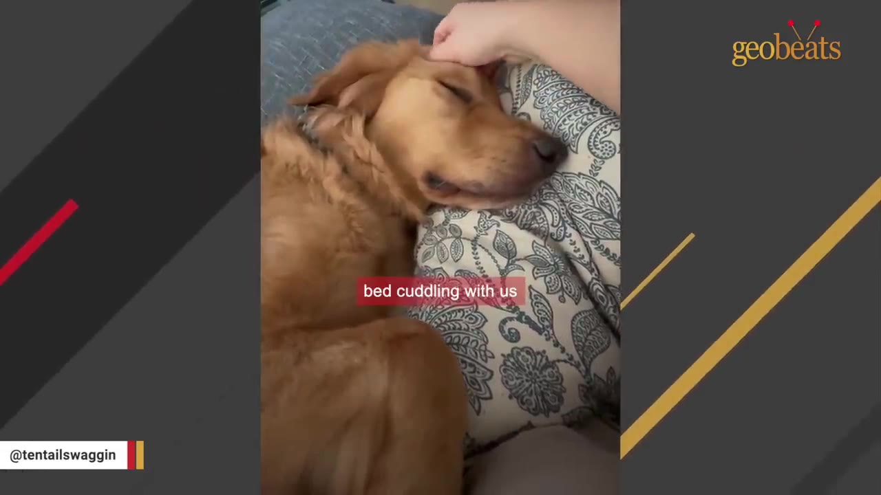 A golden retriever lies comfortably on a bed with patterned pillows, receiving gentle head pets from a person's hand.