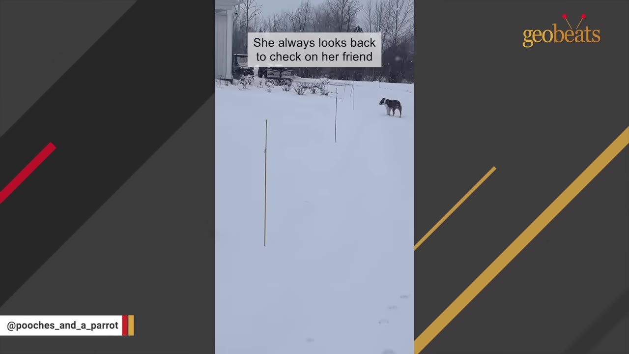 A dog stands in a snowy field, turning its head back to look behind itself.