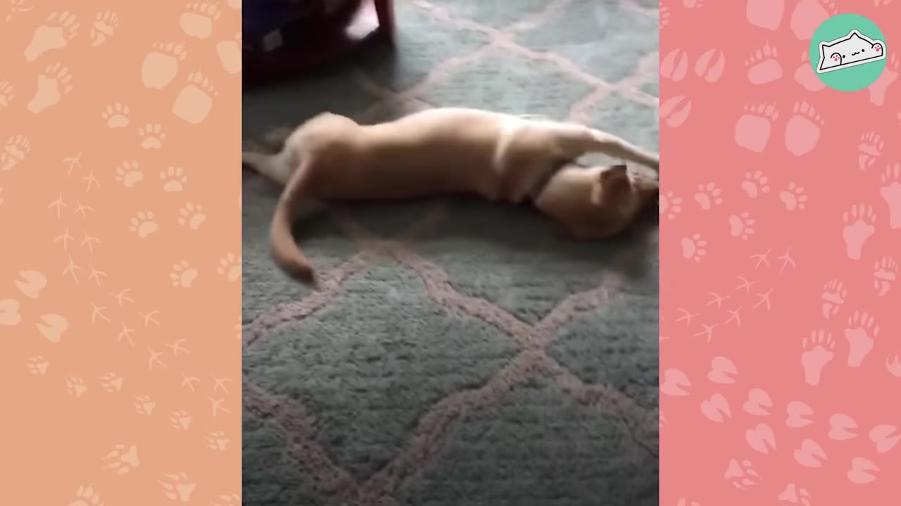 A light-colored dog lies on its back on a patterned rug, stretching its legs in a relaxed pose.
