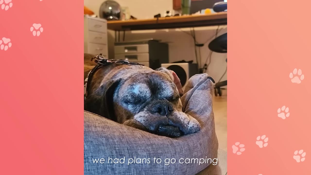 A close-up of a sleeping brindle dog resting its head on the edge of a grey dog bed, with the subtitle 'we had plans to go camping' visible at the bottom.