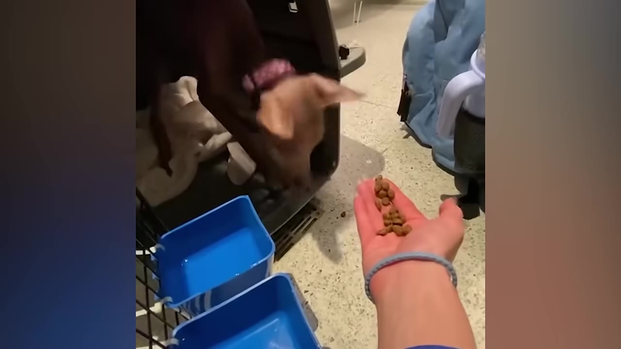 A small brown dog cautiously pokes its head out of a pet carrier toward an outstretched hand holding pieces of kibble.