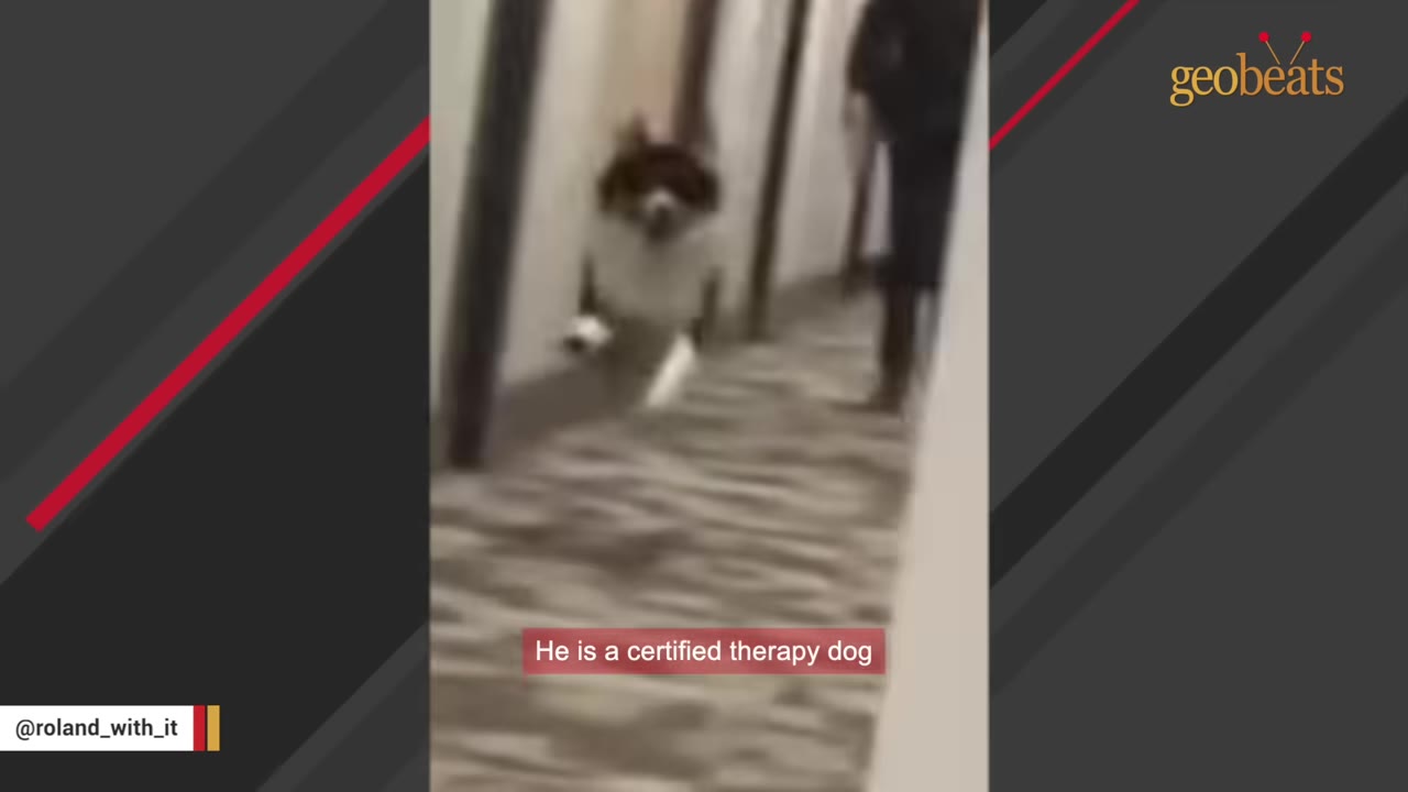 A dog running down a hallway with text overlay reading 'He is a certified therapy dog'.