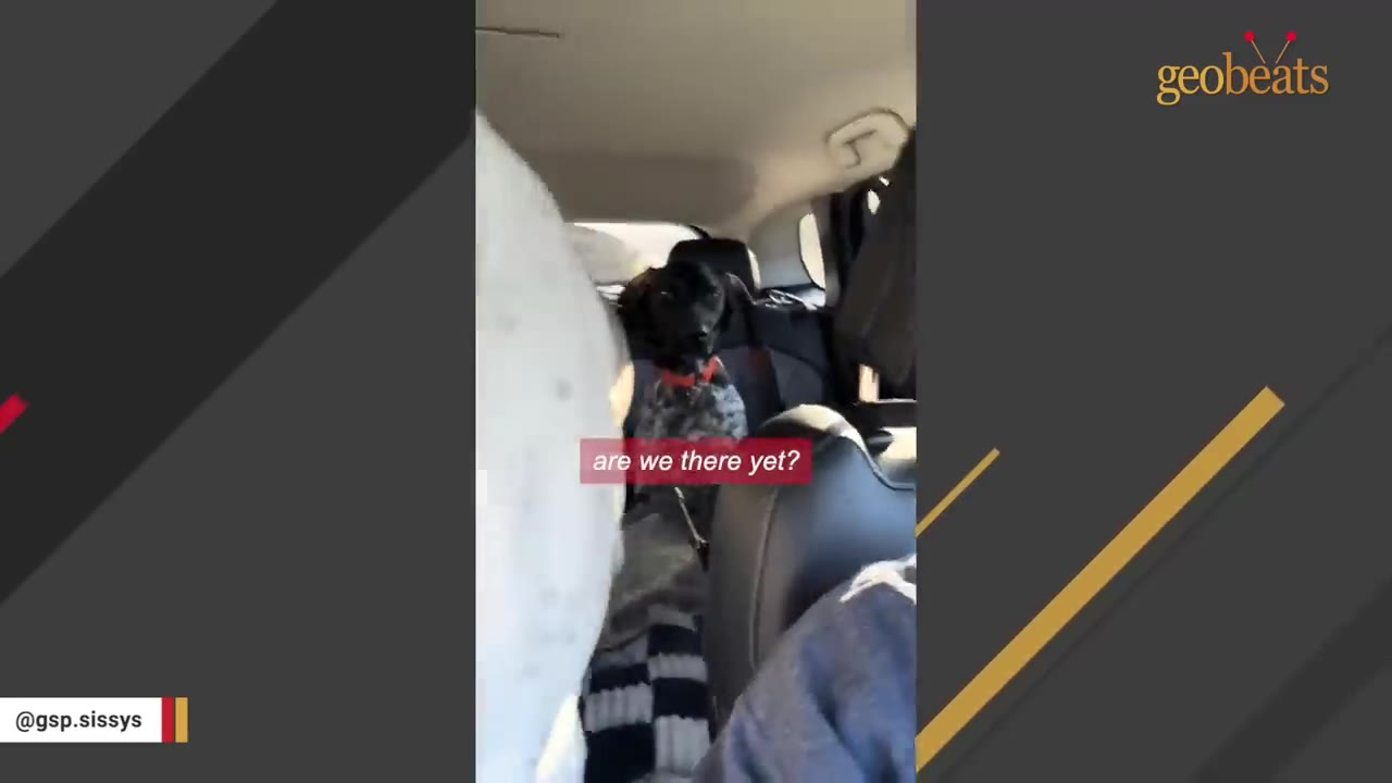 A black and white speckled dog with a red collar sits calmly in the back seat of a car.