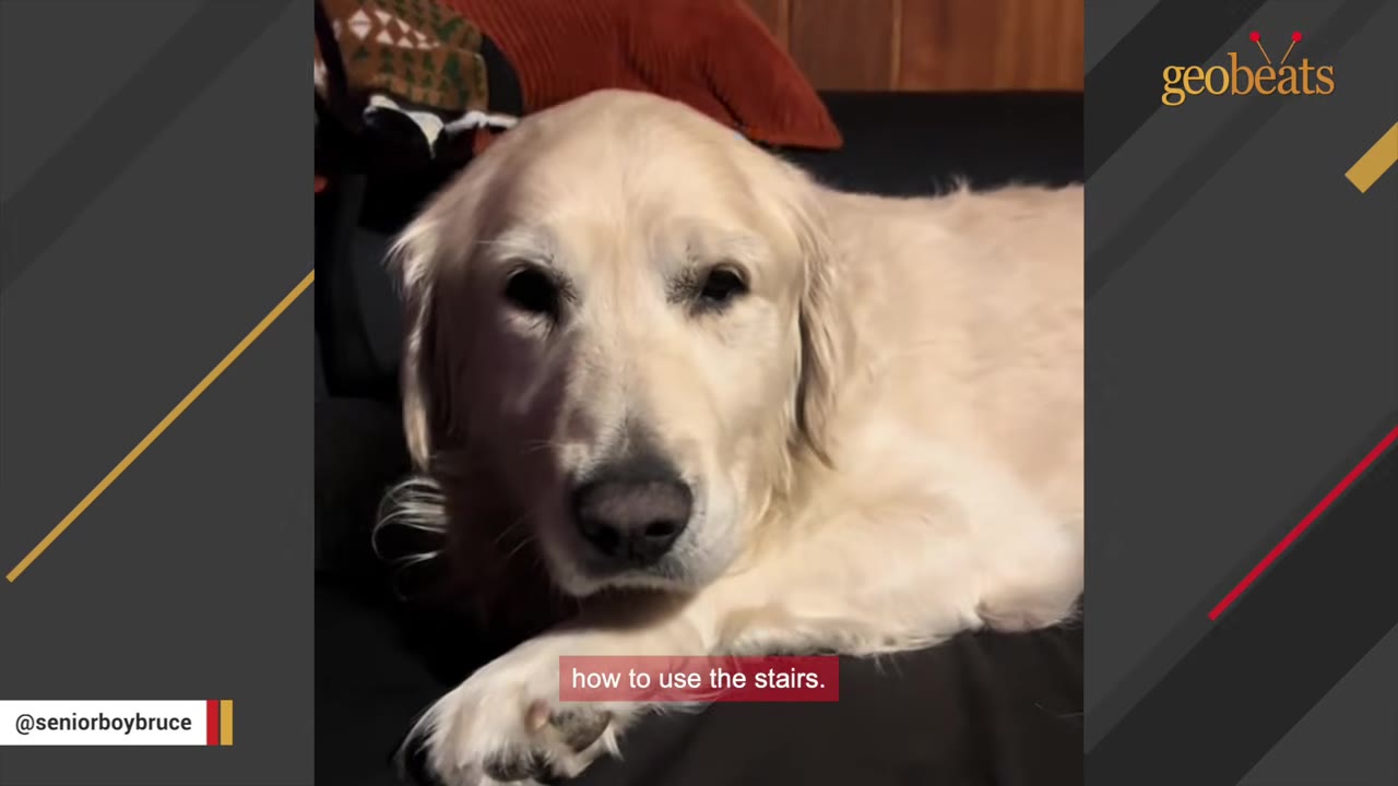 A close-up of an older golden retriever lying down with a gentle, slightly sad expression.