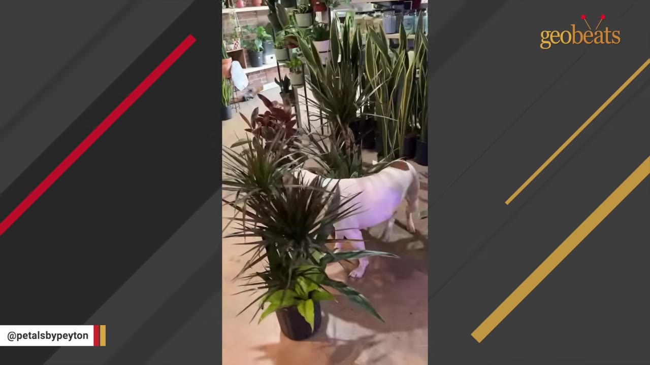 A white dog with brown spots walks through a path created by potted green plants in a store.
